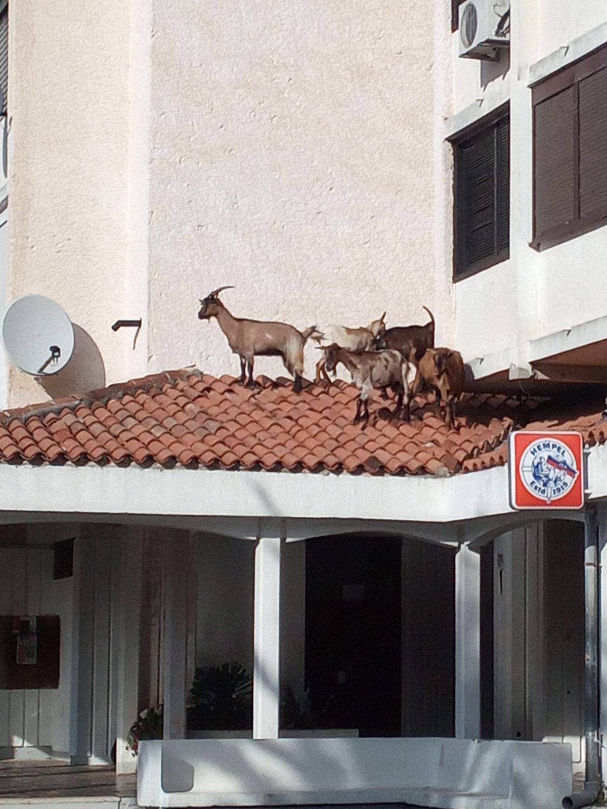 Beeeeegajmo odavde! Snimio je koze na krovu restorana u Istri