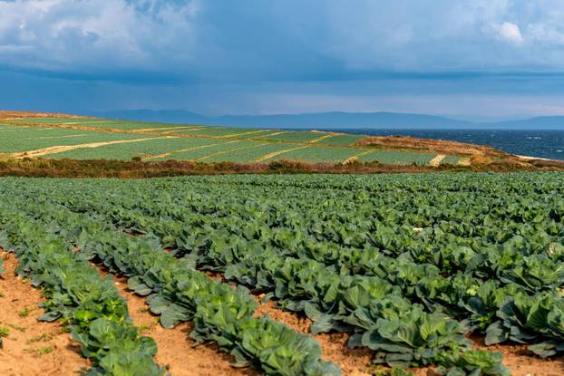 Polja kupusa u Istri