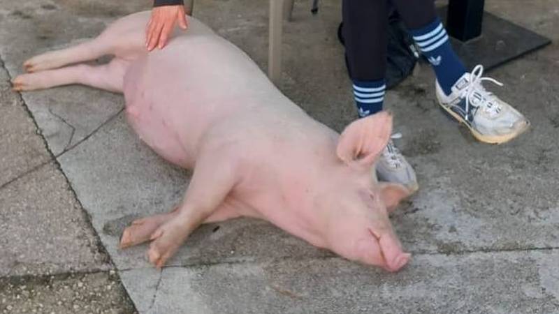 Oteli pa vratili praščića? 'Hvala svima, Gucci se vratio kući...'