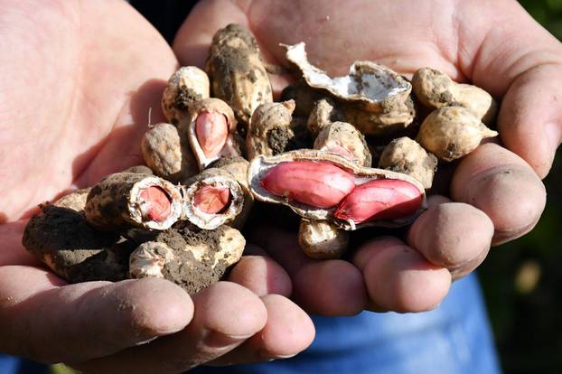 Kutovi - Mladi poljoprivrednik Filip Prša bavi se uzgojem kikirikija i visokoprinosne soje.