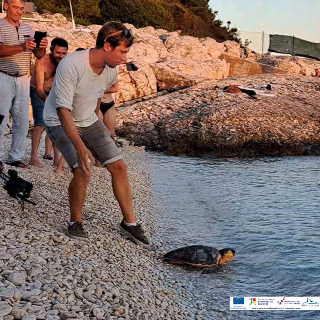 Glavata želva Jerry potpuno se oporavila, nakon pet mjeseci ponovno je slobodna