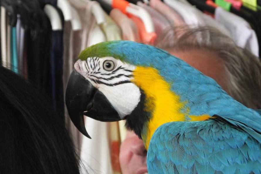 Duško Marušić/Pixsell