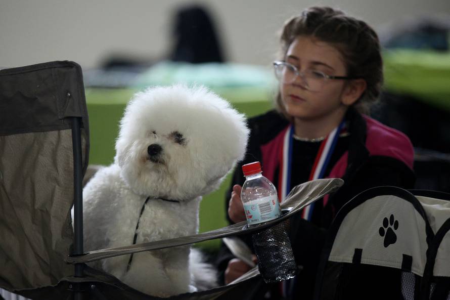 Zagreb: Drugi dan izložbe World Dog Show 2024