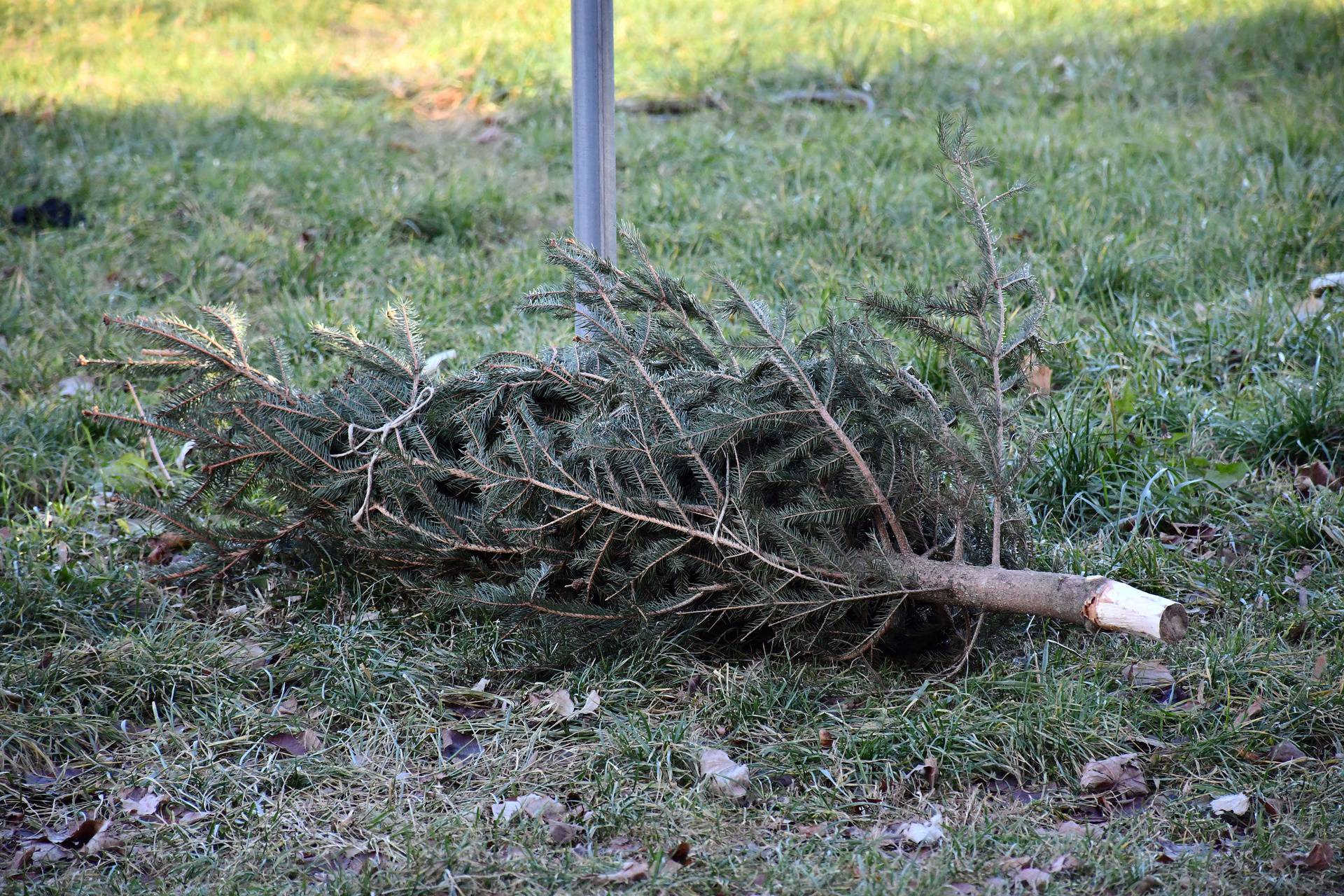 Kako ukloniti božićno drvce bez nereda i gdje ga onda odložiti?