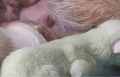 Pravi šok u uzgajivačnici pasa: Okotili se štenci - zelene boje