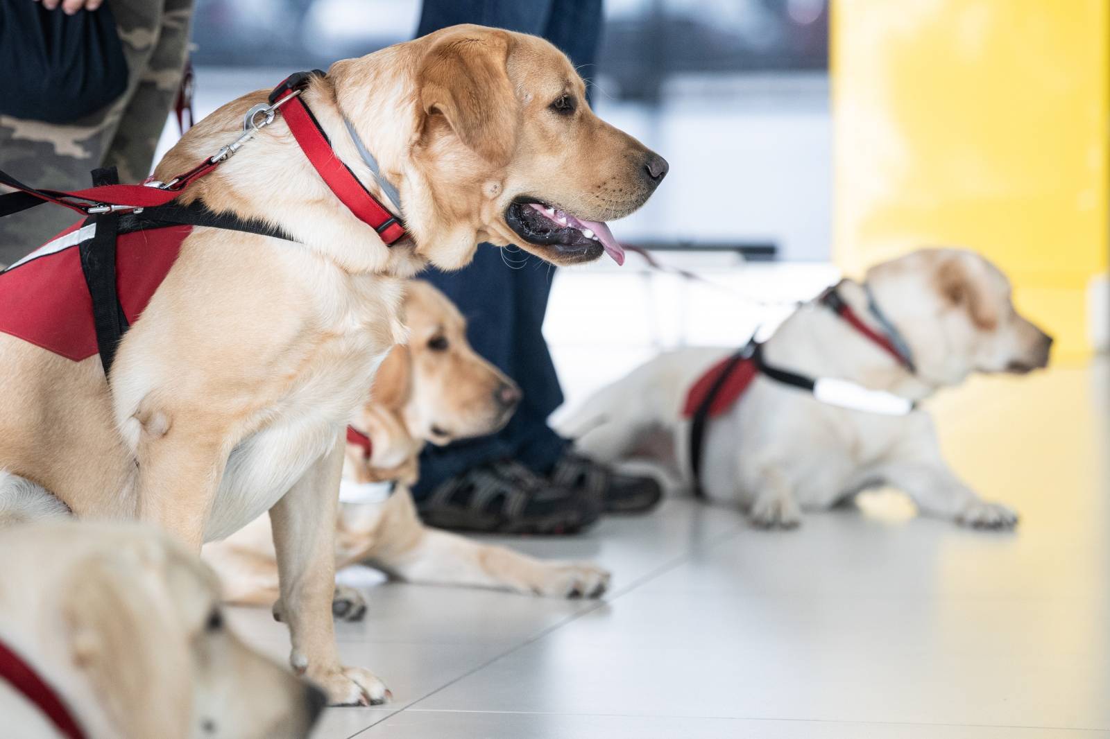 BuduÄi psi pomagaÄi na treningu socijalizacije u ZraÄnoj luci dr. Franjo TuÄman