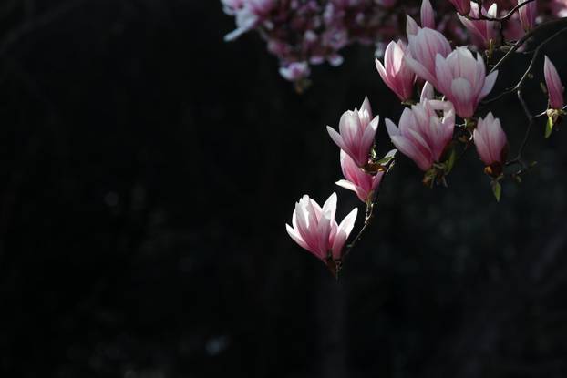 24sata Pula: Magnolija obitelji Borščak u Puli