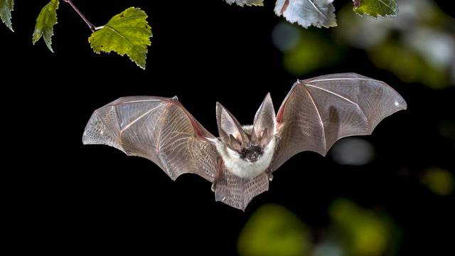Flying Grey long eared bat in forest