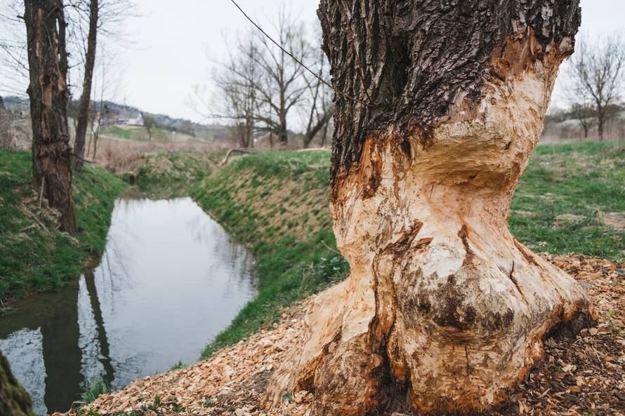 Dabrovi u Novom Marofu rade probleme: 'Ukrali su 200 letvi radnicima i odnijeli ih u potok'