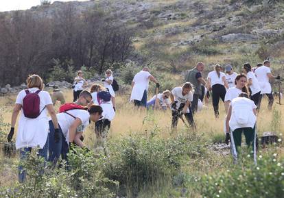 FOTO Više od tristo volontera sudjelovalo u pošumljavanju Grebaštice kod Šibenika