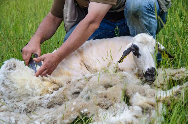 Sheep,Shearing,,Closeup,Hands,Of,Man,Cutting,Sheep's,Hair,Or