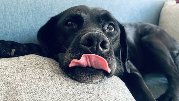 SUPER FOTKE vaših ljubimaca! Neki bi mogli biti viralni hit, ali svi su jednostavno neodoljivi