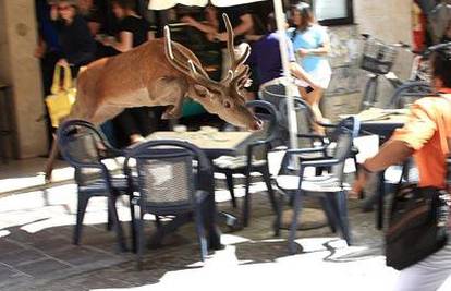 Jelen skočio među goste na terasi kafića u Italiji