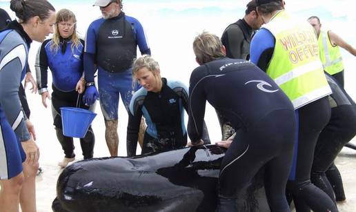 Australija: Volonteri spašavaju nasukane kitove