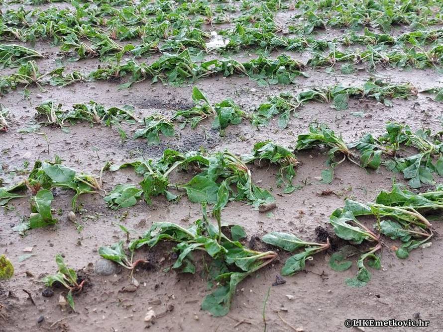 Veliko nevrijeme s tučom jučer je pogodilo dolinu Neretve, poljoprivrednici zbrajaju štetu