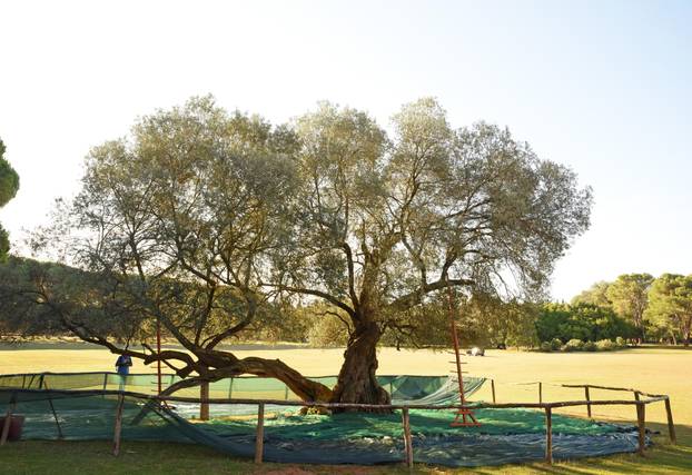 Maslina na Brijunima jedna je od najstarijih na Mediteranu