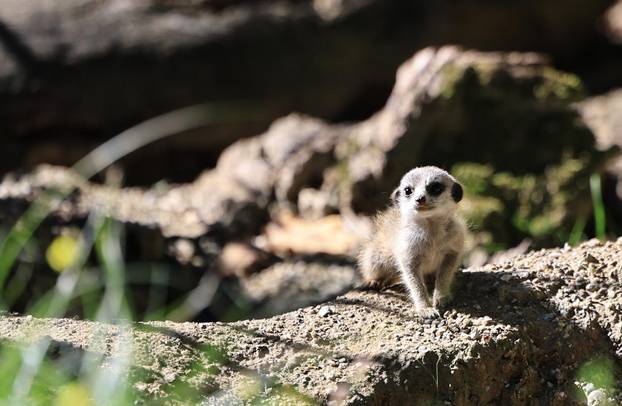 Zagreb: Tri mladunca merkata novi su stanovnici Zoološkog vrta