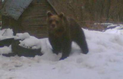 Mladi medvjed u potrazi za hranom obilazi dvorišta