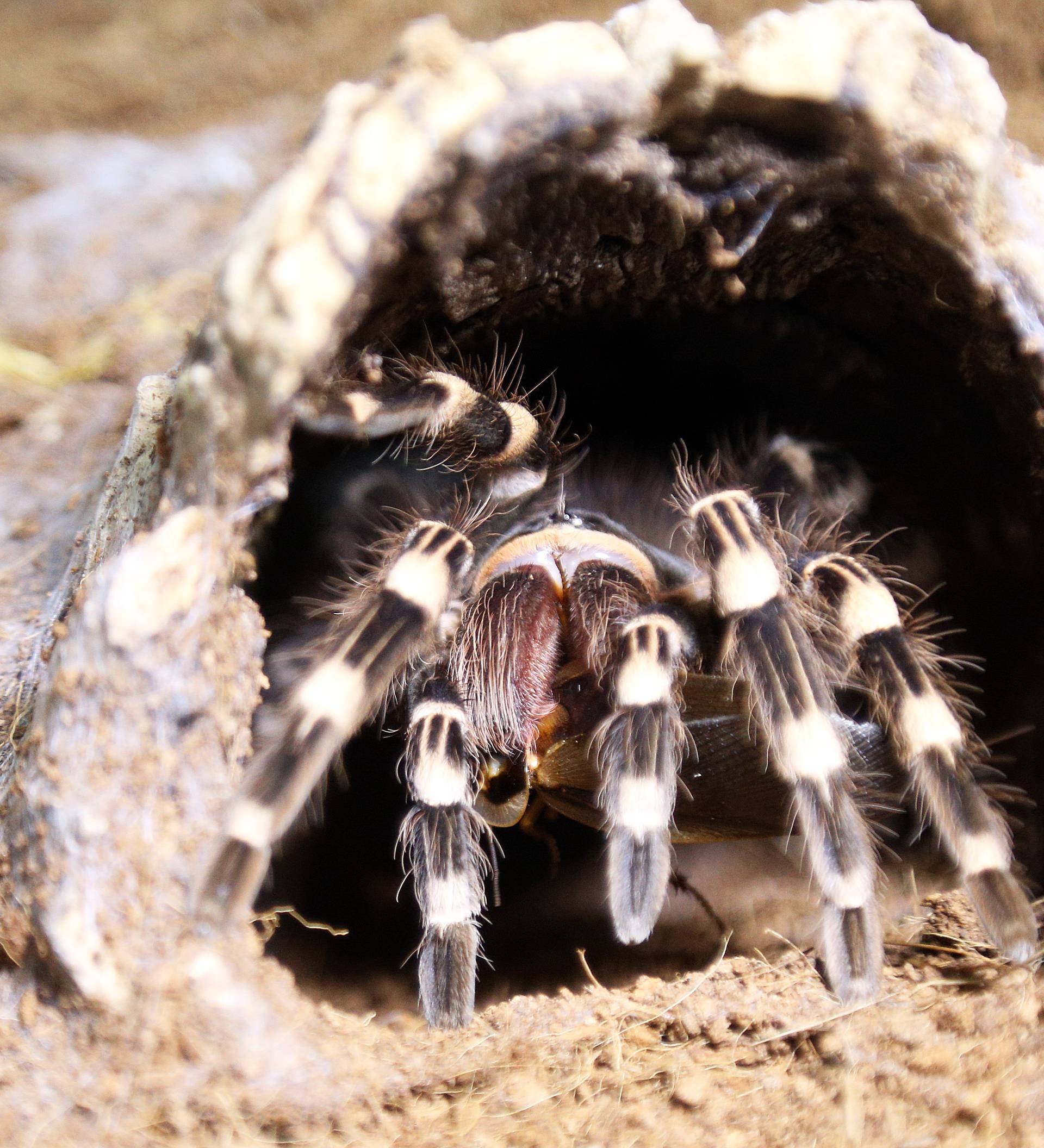 Marko je kralj tarantula: Ima ih 150, a pokrenuo je i posao...