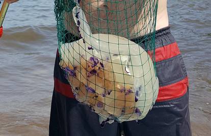 Ljepotica Jadrana: Turiste na Krku uplašila meduza od 6  kila
