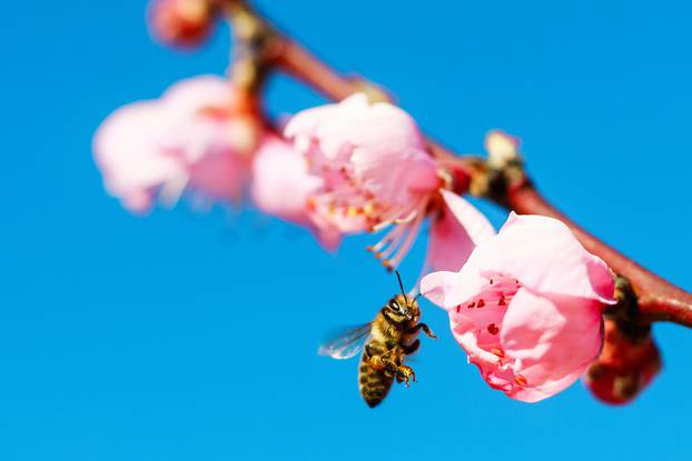Pčele oprašuju cvjetove u voćnjaku