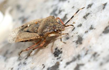 Sve više invazivnih vrsta u EU, stvaraju ogromnu štetu. 'Hrvatska se još dobro drži'