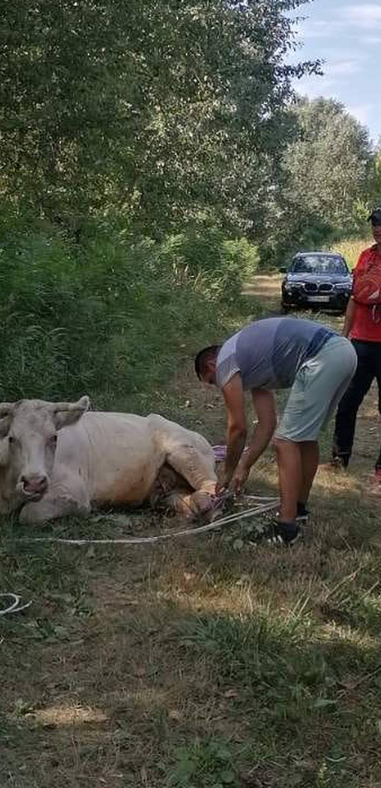 HGSS-ovci su spasili zarobljenu kravu uz obalu rijeke Save