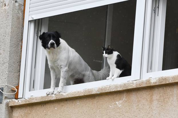 Šibenik: Kada ?e prestati kiša, pitaju se pas i ma?ka strpljivo gledaju?i kroz prozor