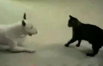 Bijeli pas pleše i luduje pred crnom mačkom