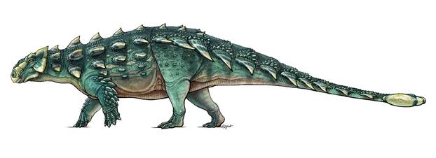 A life recreation of the newly discovered armored dinosaur named Zuul crurivastator from northern Montana seen in this illustration provided by the Royal Ontario Museum in Toronto