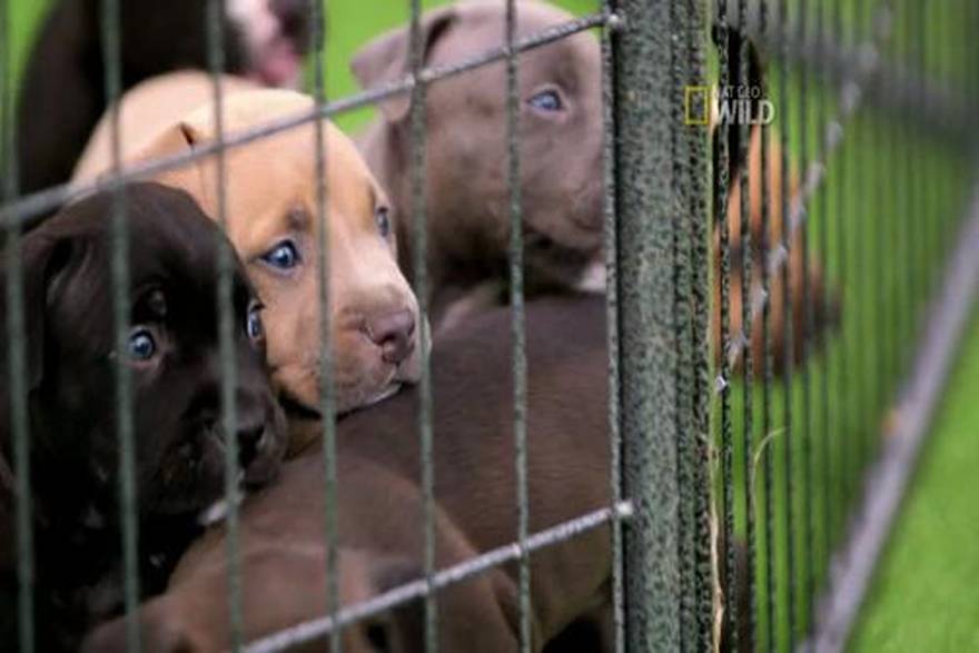 Youtube/NationalGeographic