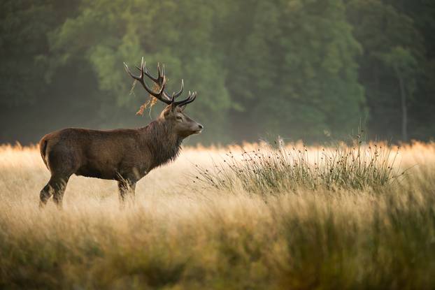 A,Red,Deer,In,Soft,Morning,Light