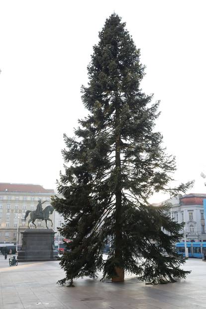 FOTO Pripreme za Advent: Na Trgu u Zagrebu postavili jelku