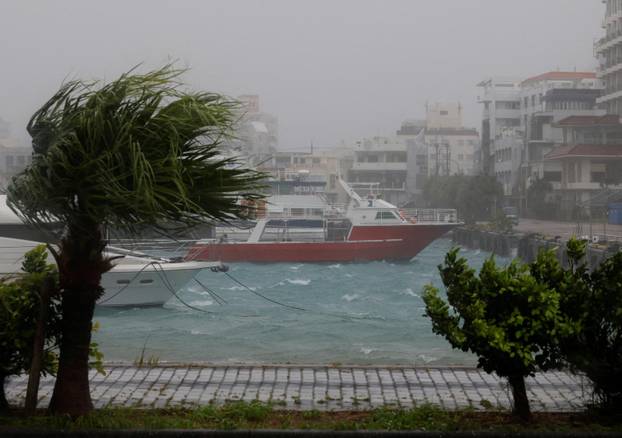Strong wind rattles trees at a port as Typhoon Bavi passes through, in Ishigaki