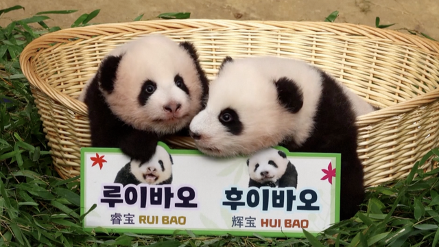 Zoološki vrt u Južnoj Koreji predstavio je dvije preslatke pande blizanke