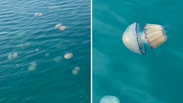 Očaj ribara u Istri: 'Izvukli smo 2,5 tona tih meduza! Mreže nam se raspadaju od njihove težine'