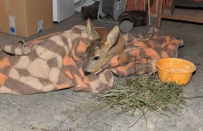 Sretan završetak: Bambi je uspio preživjeti poplavu
