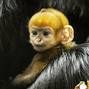 Endangered monkey born at UK zoo - and it's bright orange