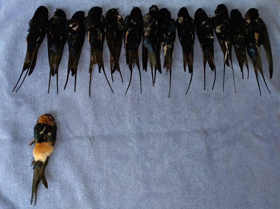 'Usporite, ubijate ih!': Pregazili lastavice kod Vranskog jezera