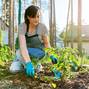 Woman gardener with tomato seedlings in the vegetable garden