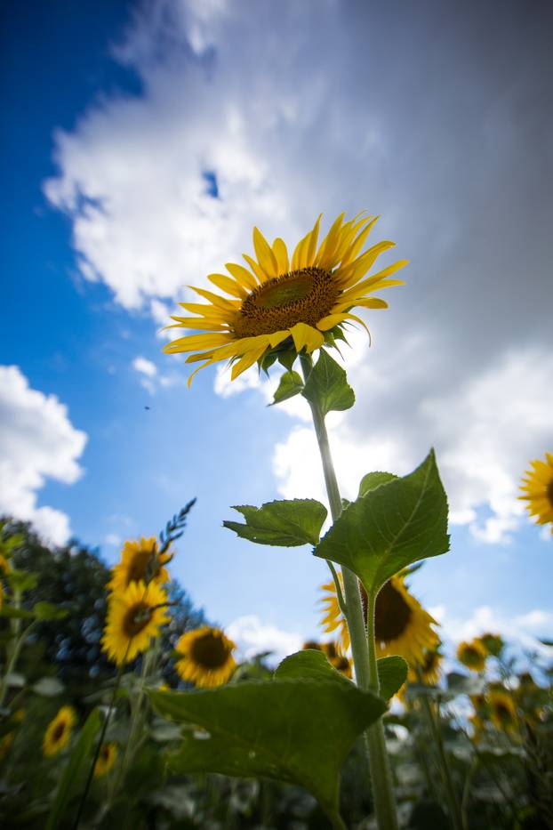 Polje suncokreta nedaleko Osijeka
