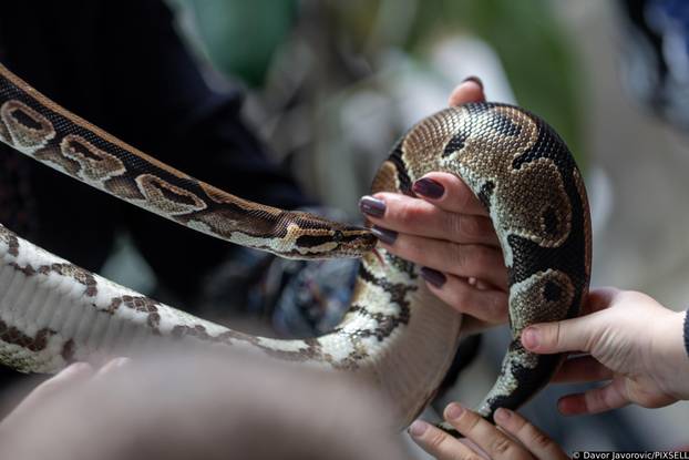 Osijek: Obilježavanje svijetskog dana gmazova u Zoološkom vrtu