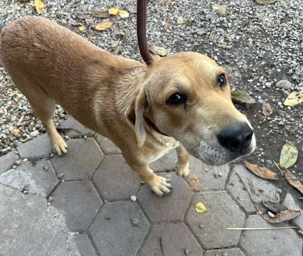 FOTO Ovo su oduzeti psi iz romskog naselja. U jednom danu spasili ih 37! Udomite ih