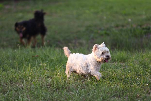 Kozjak : Održan 19. Slama festival - Sloboda