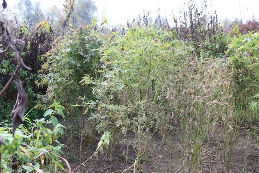 U Zaprešiću uzgajao travu, dilao na Trešnjevci: Policija ulovila još jednog vremešnog dilera