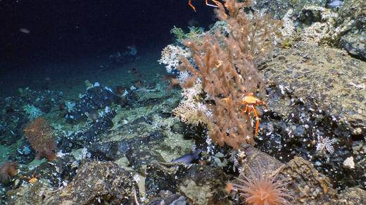 Galapagos ponovno iznenadio: Otkrili dosad nepoznat i potpuno očuvan koraljni greben