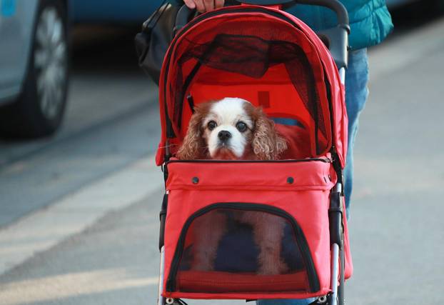 Zagreb: VLasnica izvela psa u šetnju u kolicima