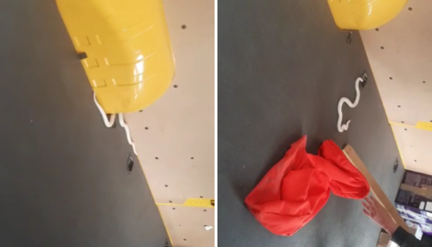 VIDEO IZ VELIKE GORICE Albino zmija izgmizala je iz pošiljke: 'Daj vreću, mala je, boji se!'