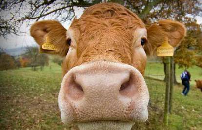Genetski modificirane krave daju mlijeko slično majčinom