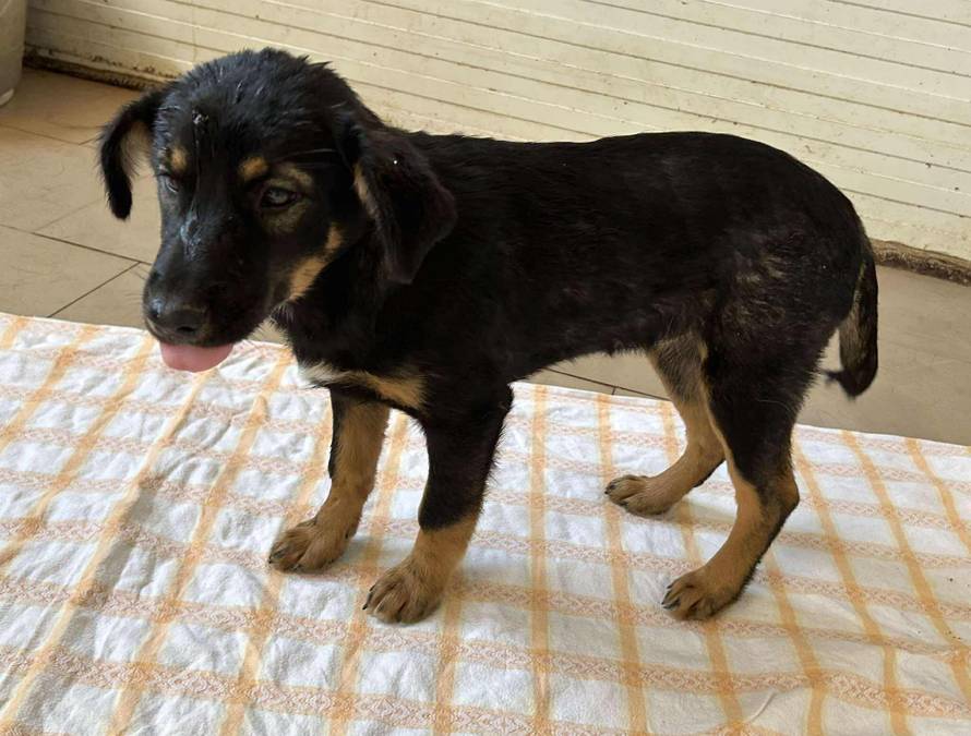 Iz romskog naselja u Međimurju spasili 37 pasa: 'Bez nadzora tu lutaju, a mačke ni ne prežive...'